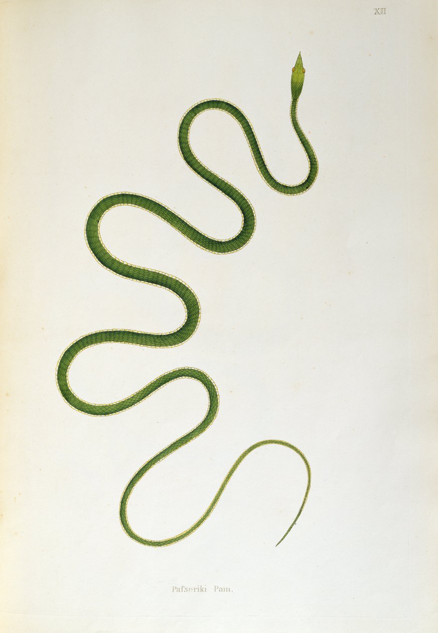 Serpente Pafseriki Pam da An Account of Indian Serpents raccolti dalla Costa di Coromandel di Patrick Russell, Londra, 1796 da English School