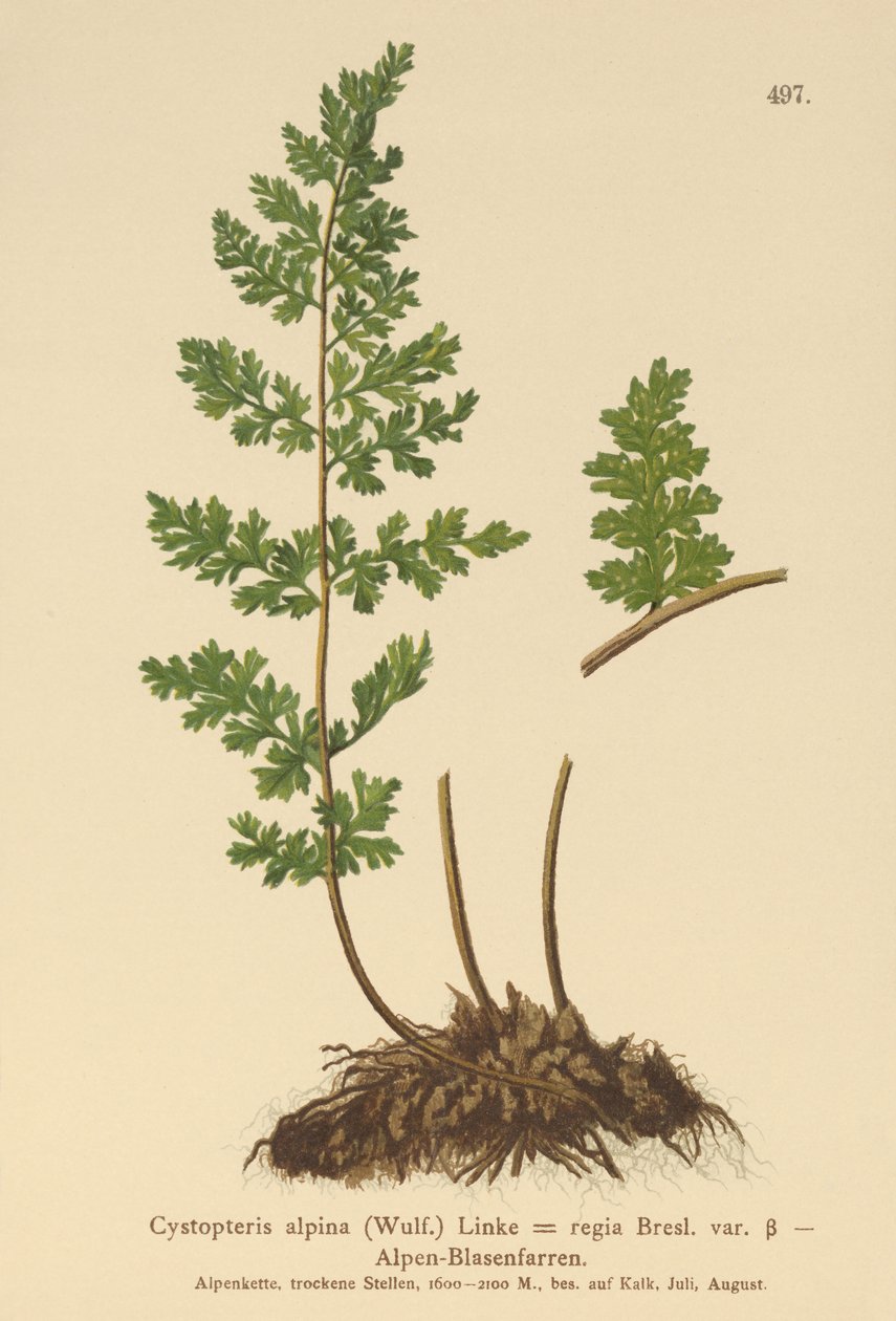 Cystopteris alpina da German School