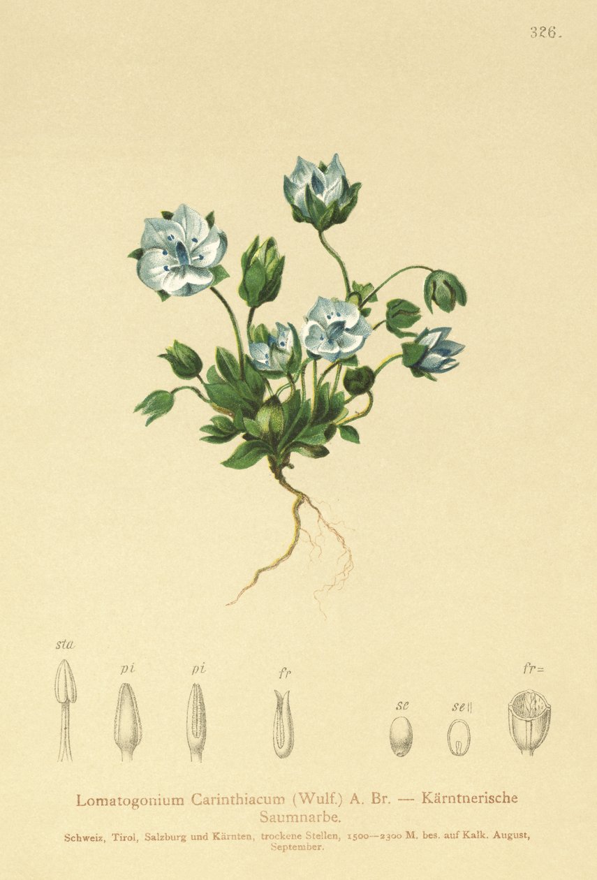 Lomatogonium carinthiacum da German School