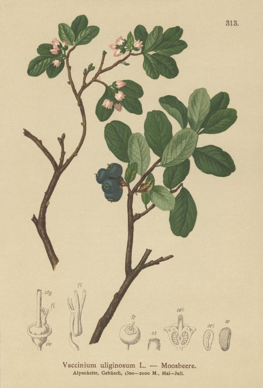 Mirtillo di palude (Vaccinium uliginosum) da German School