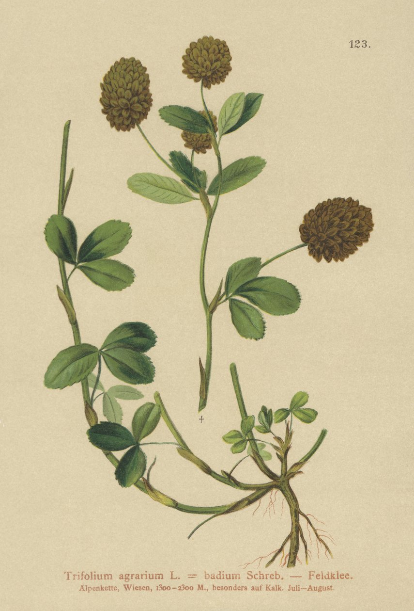 Trifoglio bruno (Trifolium agrarium, Trifolium badium) da German School