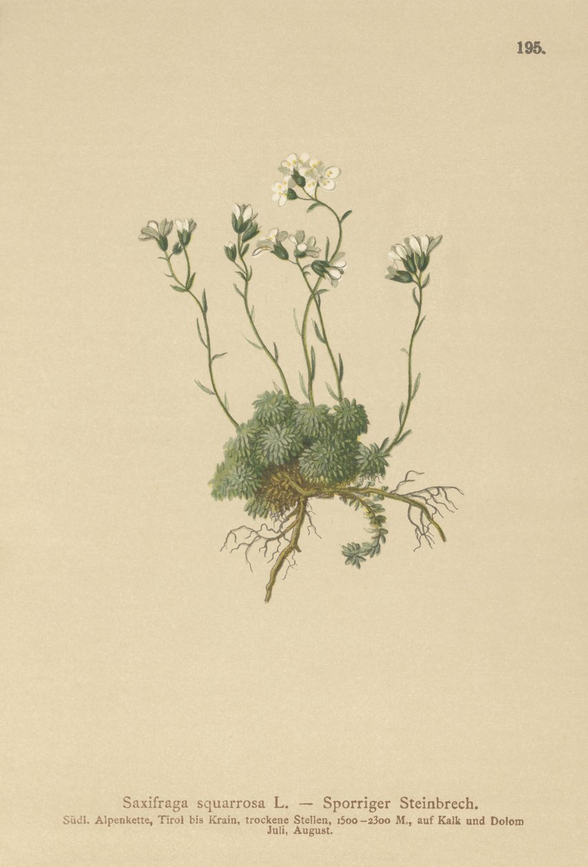 Sassifraga delle Dolomiti (Saxifraga squarrosa) da German School