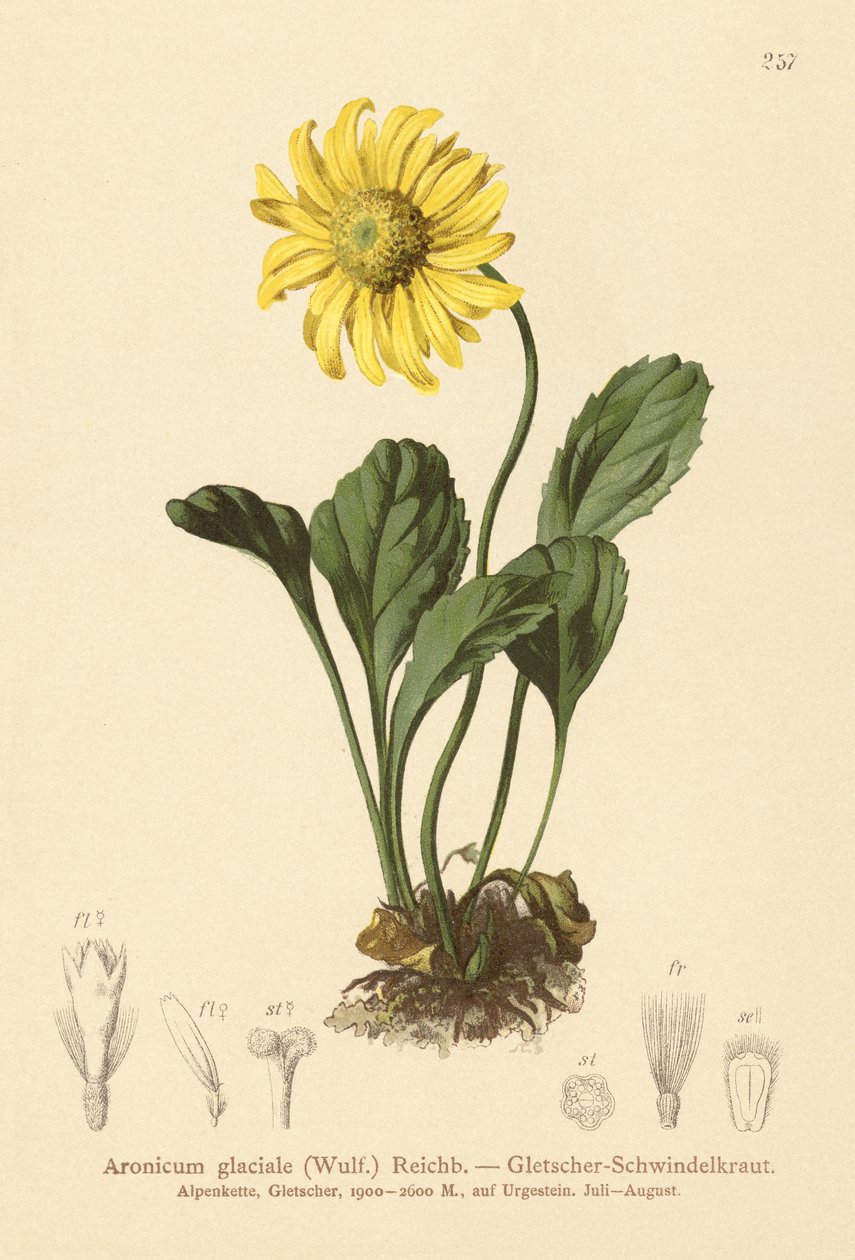 Doronicum glaciale da German School