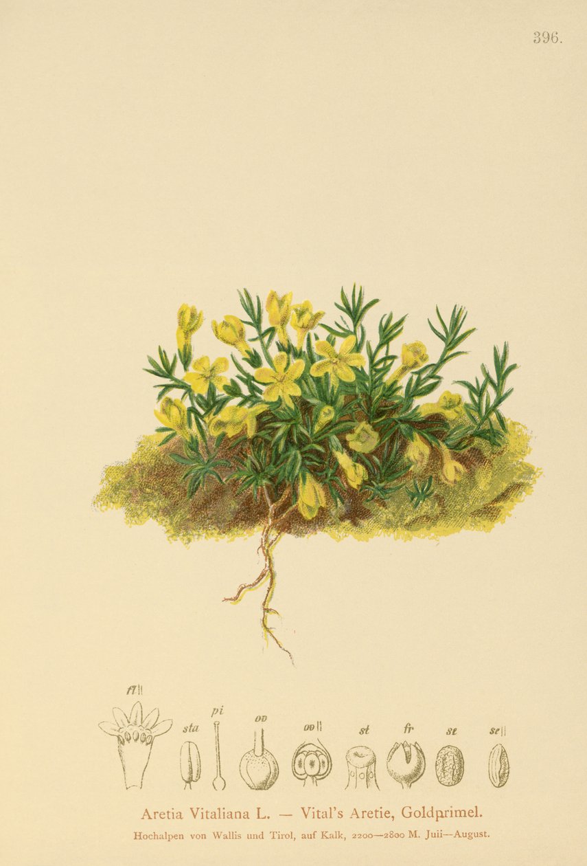 Primula dorata (Primula vitaliana, Aretia Vitaliana, Vitaliana primuliflora) da German School