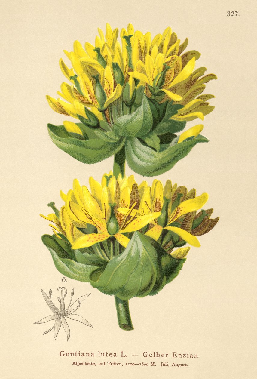 Genziana maggiore (Gentiana lutea) da German School