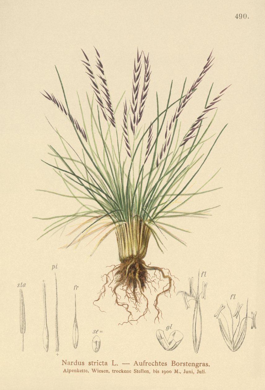 Nardus stricta da German School