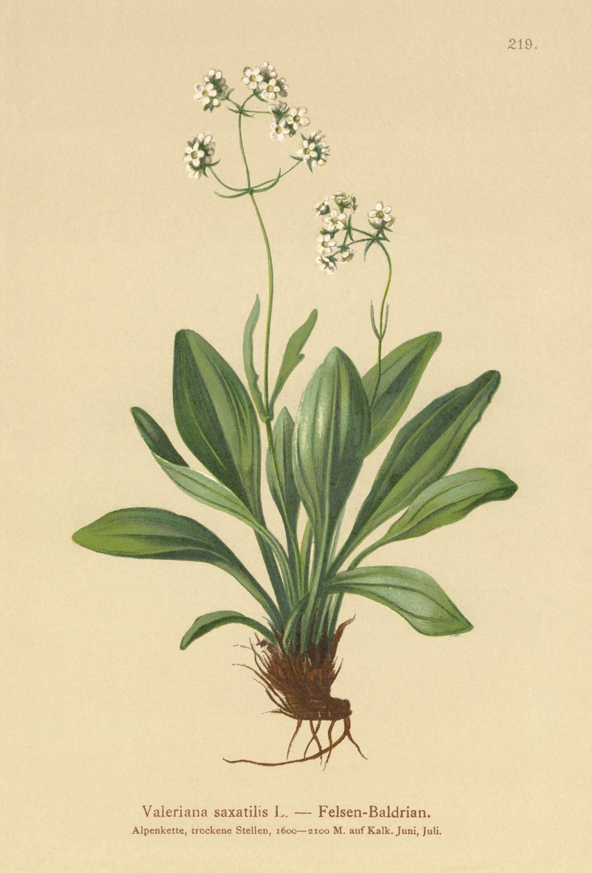 Valeriana rupestre da German School