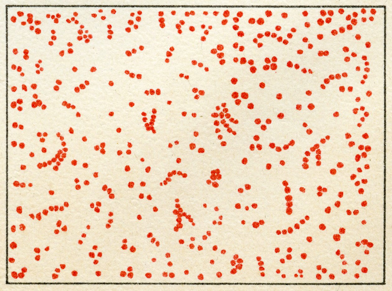Campione di batteri Micrococcus da German School