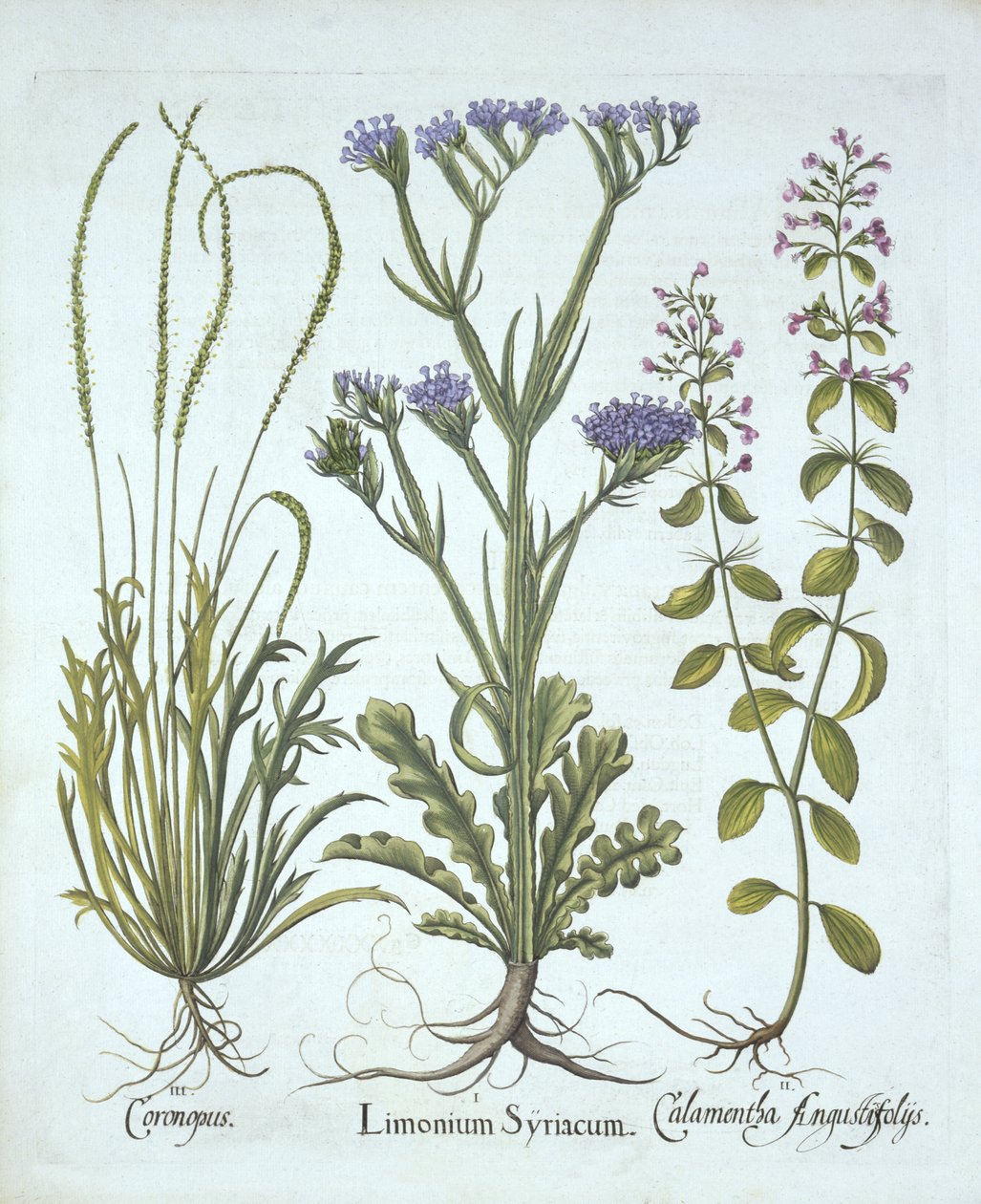 Lavanda di mare, crescione di maiale, calaminta, da Hortus Eystettensis, di Basil Besler, pub. 1613 da German School