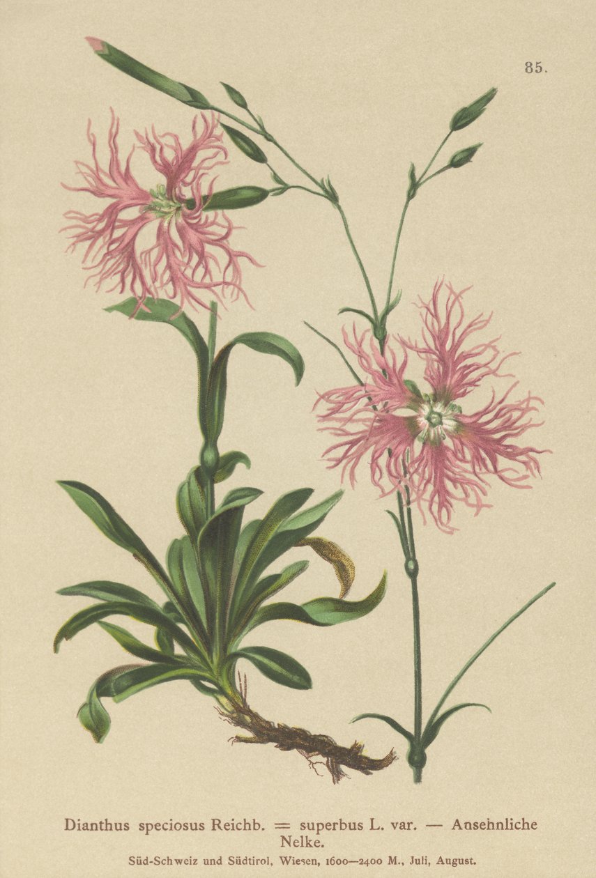 Dianthus speciosus da German School