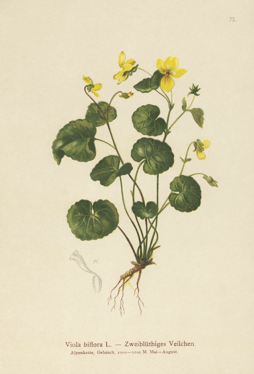 Viola biflora da German School
