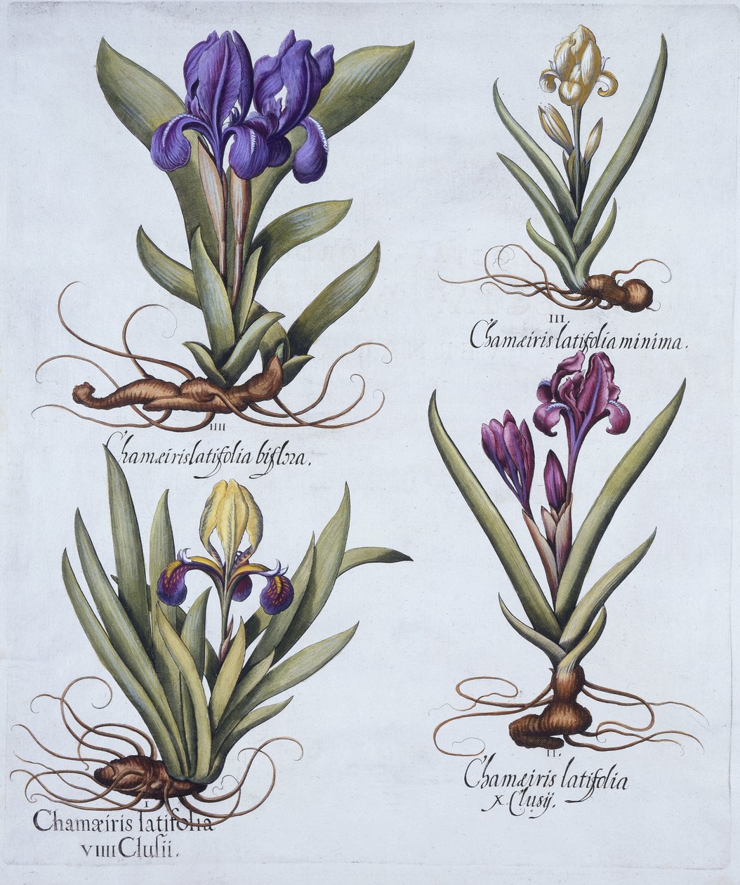 Iris nano variegato, iris nano malva, iris nano color crema, iris nano blu, da Hortus Eystettensis, di Basil Besler, pub. 1613 da German School