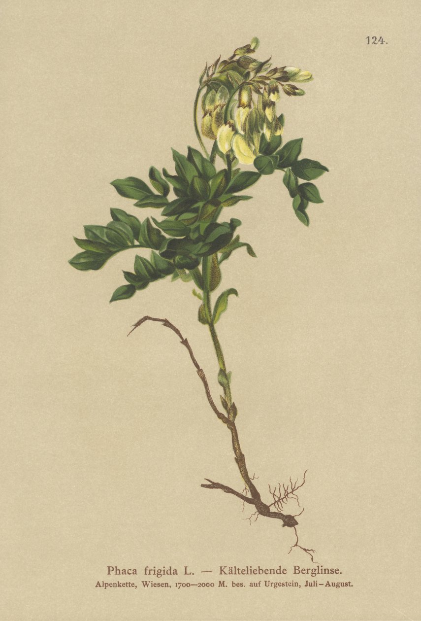 Astragalo alpino giallo (Phaca frigida, Astragalus frigidus, Phaca ochreata, Tragacantha frigida) da German School