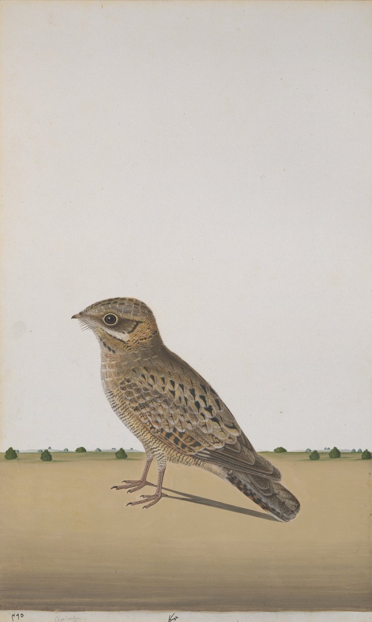 Un comune succiacapre indiano, c.1780 da Indian School