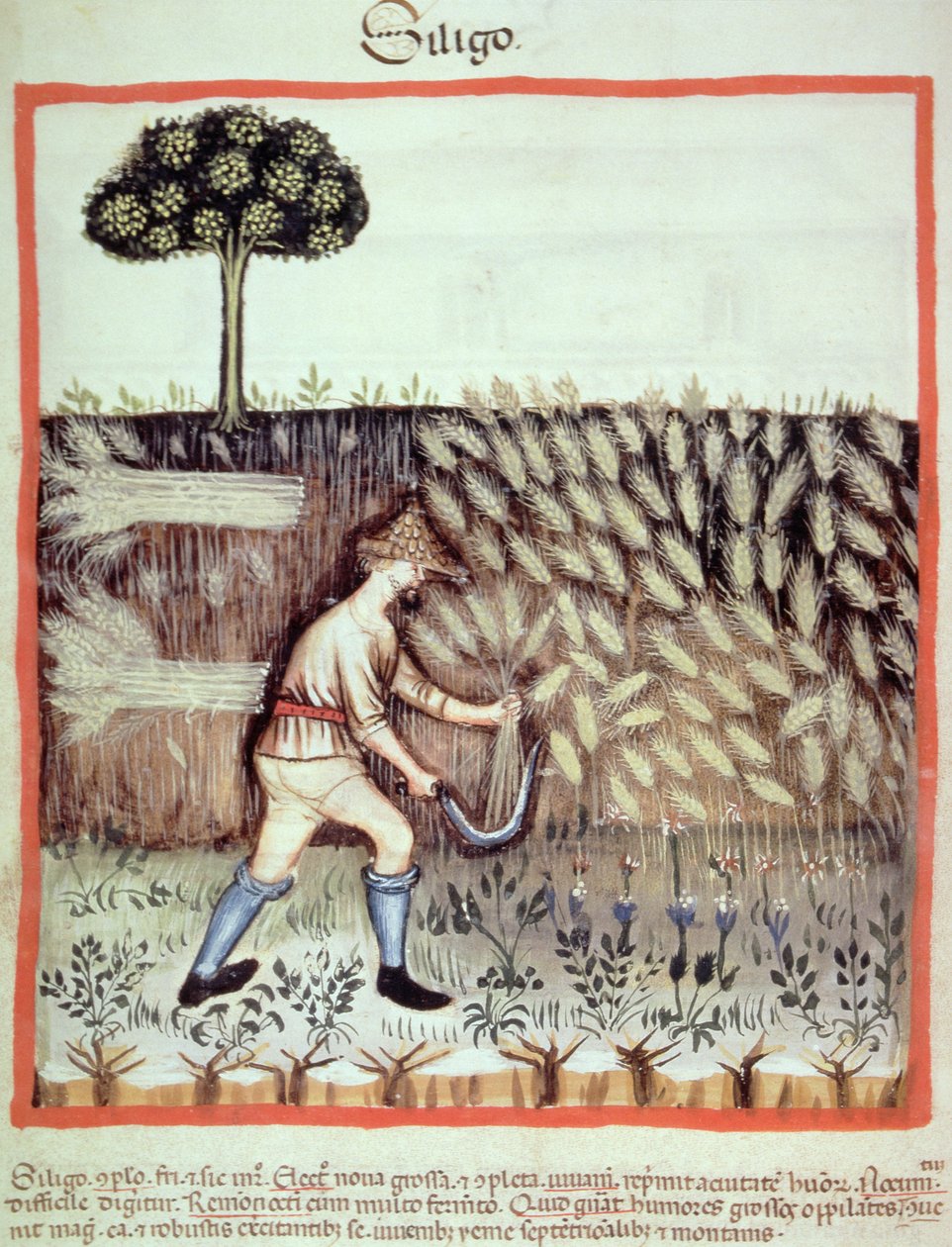 Fol.46v Raccolta del grano invernale, illustrazione dal Tacuinum Sanitatis Codex Vindobonensis da Italian School