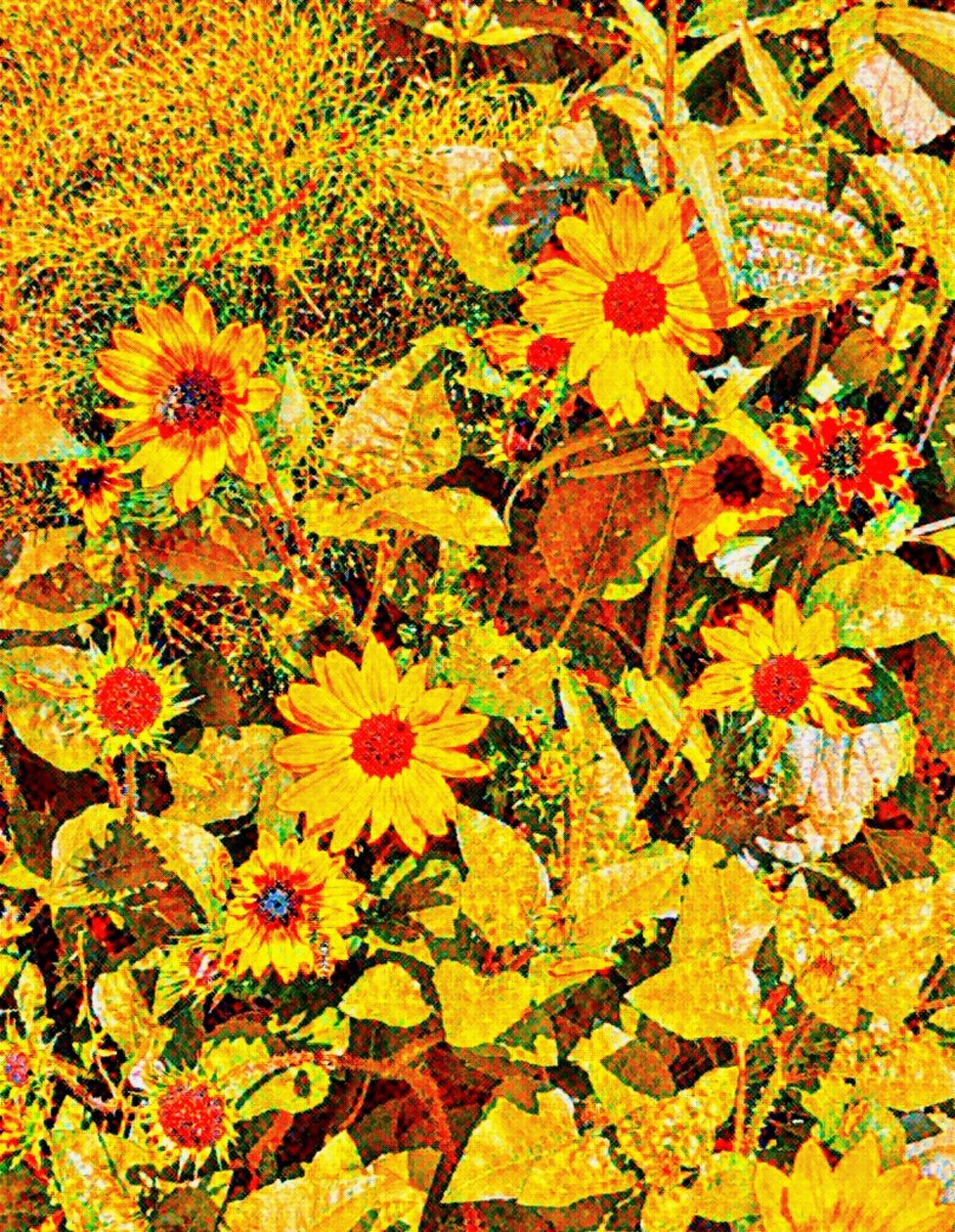Girasoli per Van Gogh. da Margareta Uliarte