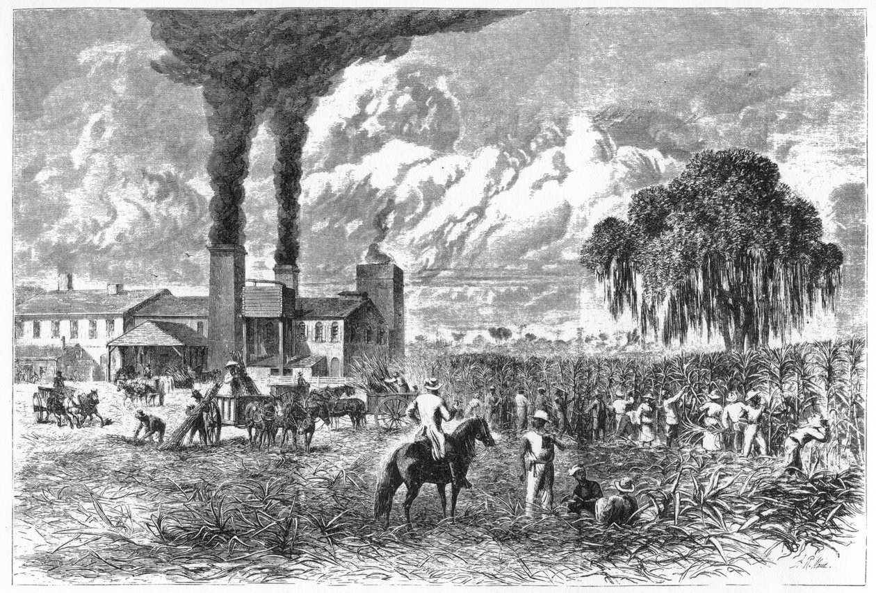 Piantagione di zucchero, New Orleans, 1870 da A. R. Ward