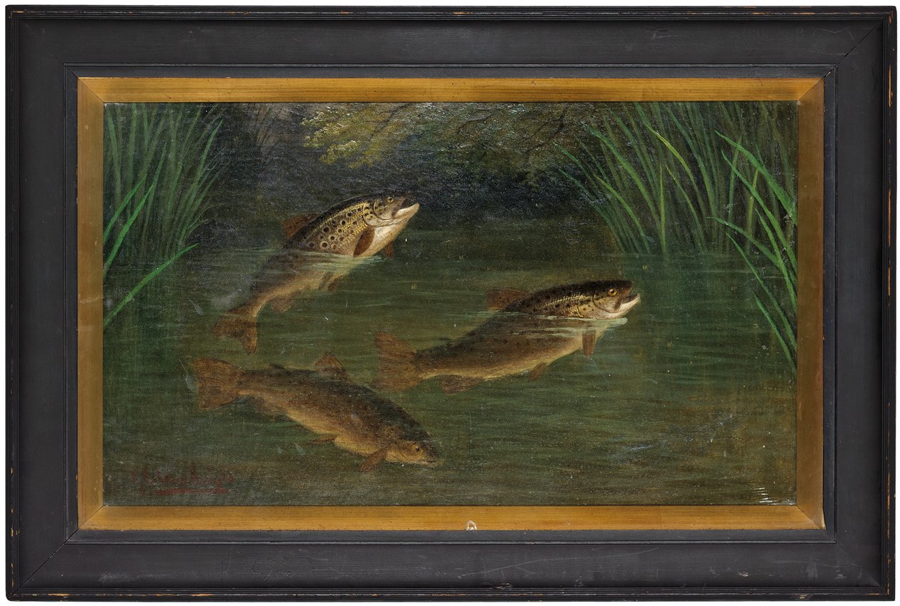 Trota in un fiume da A. Roland Knight