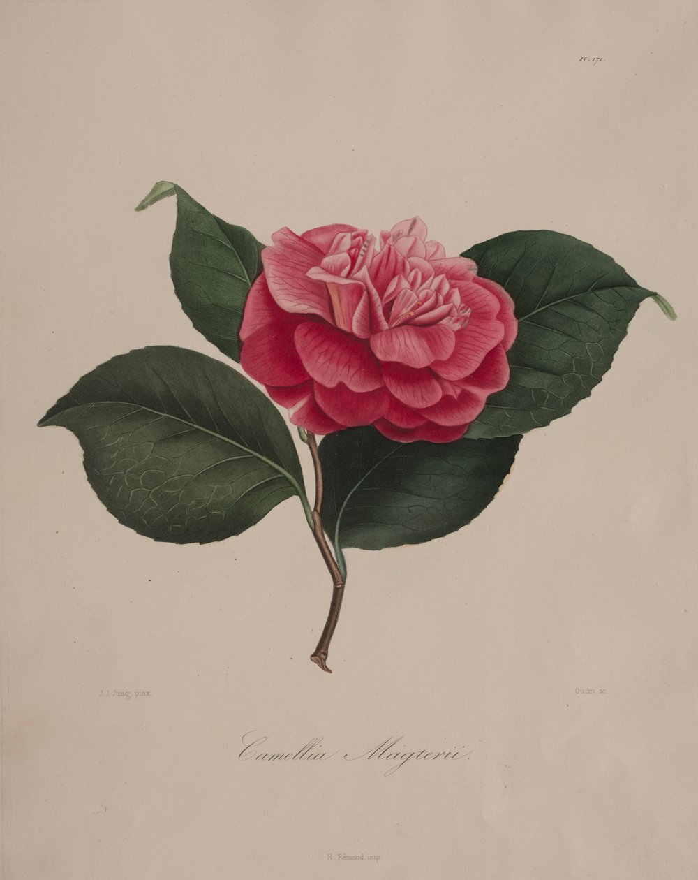 Iconografia del genere camelia: No. 171 da Abbé Laurent Berlèse