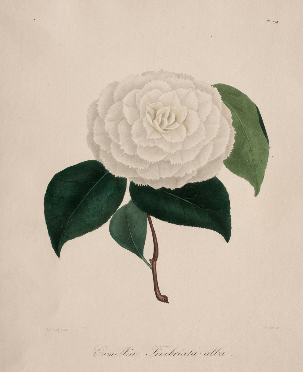 Iconografia del genere camelia: No. 194 da Abbé Laurent Berlèse
