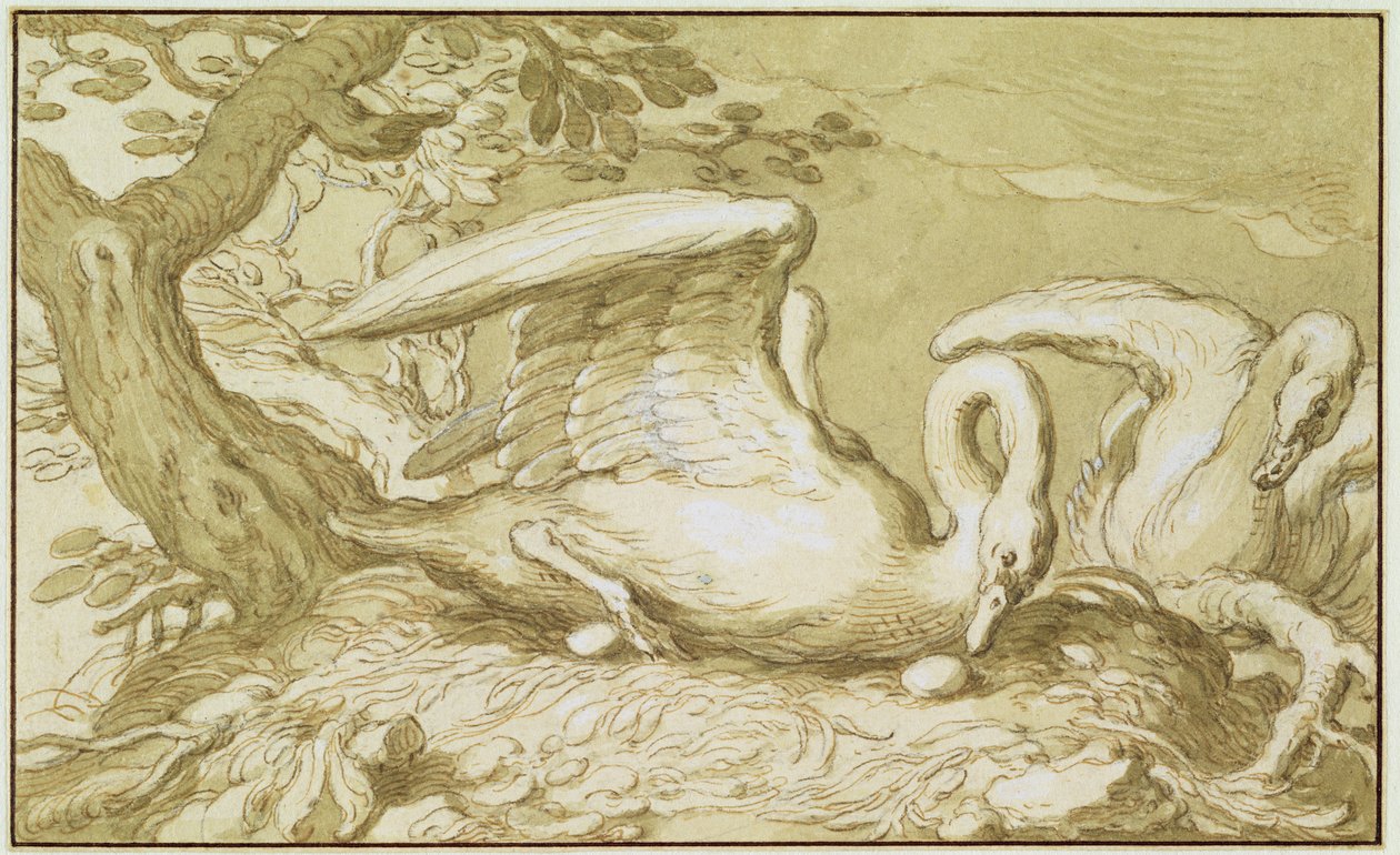 Un cigno nel suo nido da Abraham Bloemaert