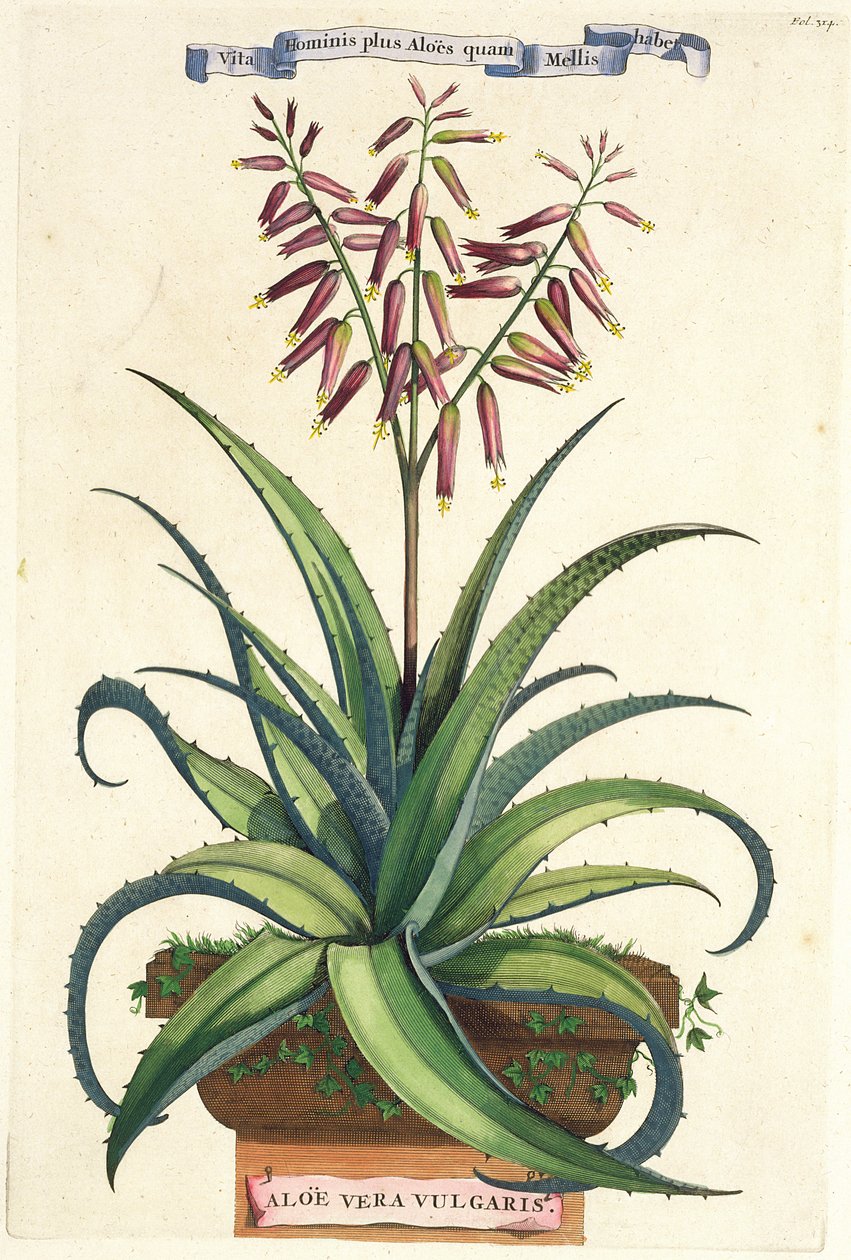 Aloe Vera Vulgaris, da 