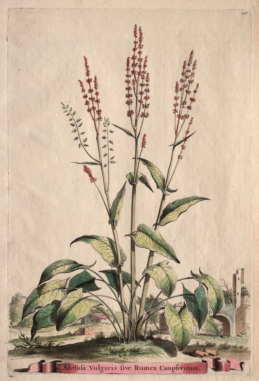Phytographia Curiosa: Acetosa Vulgaris sive Rumex Canpferinus da Abraham Munting