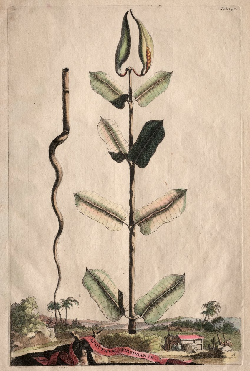Phytographia Curiosa: Apocynum Virginianum da Abraham Munting