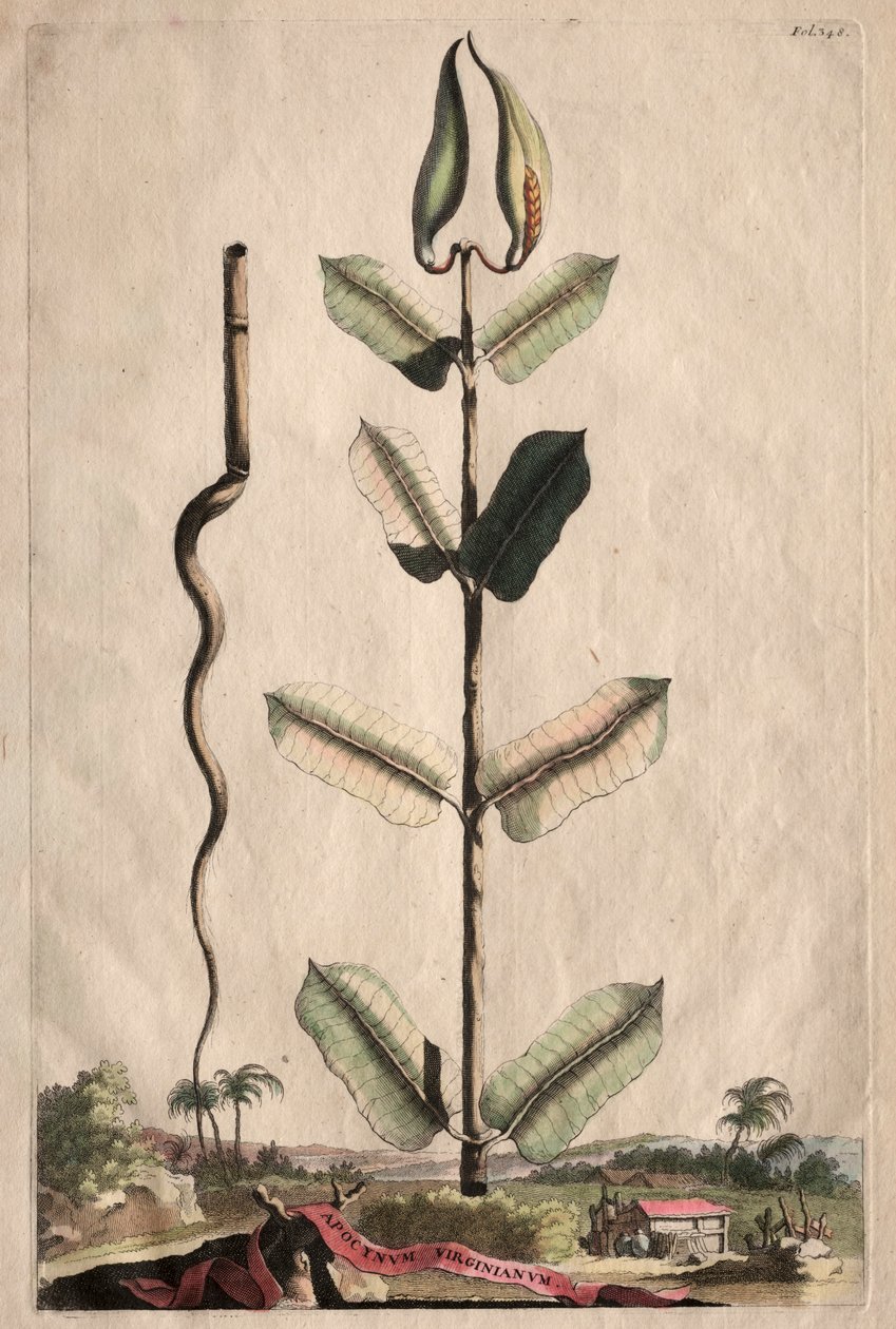 Phytographia Curiosa: Apocynum Virginianum da Abraham Munting
