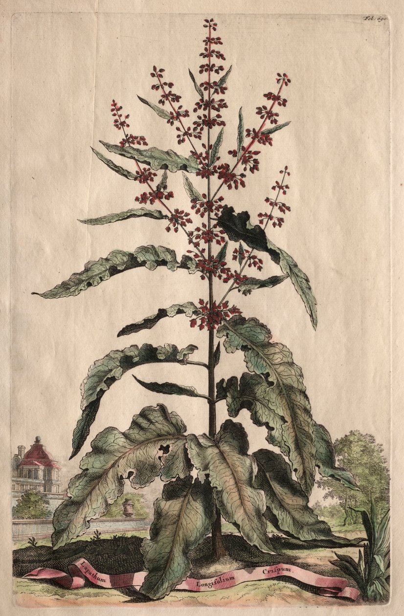 Phytographia Curiosa: Lapathum Longifolium Crispum da Abraham Munting