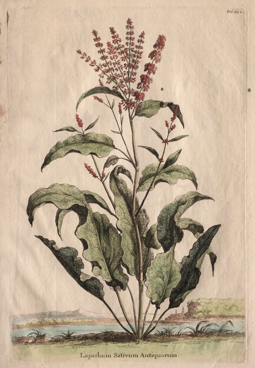 Phytographia Curiosa: Lapathum Sativum Antiquorum da Abraham Munting