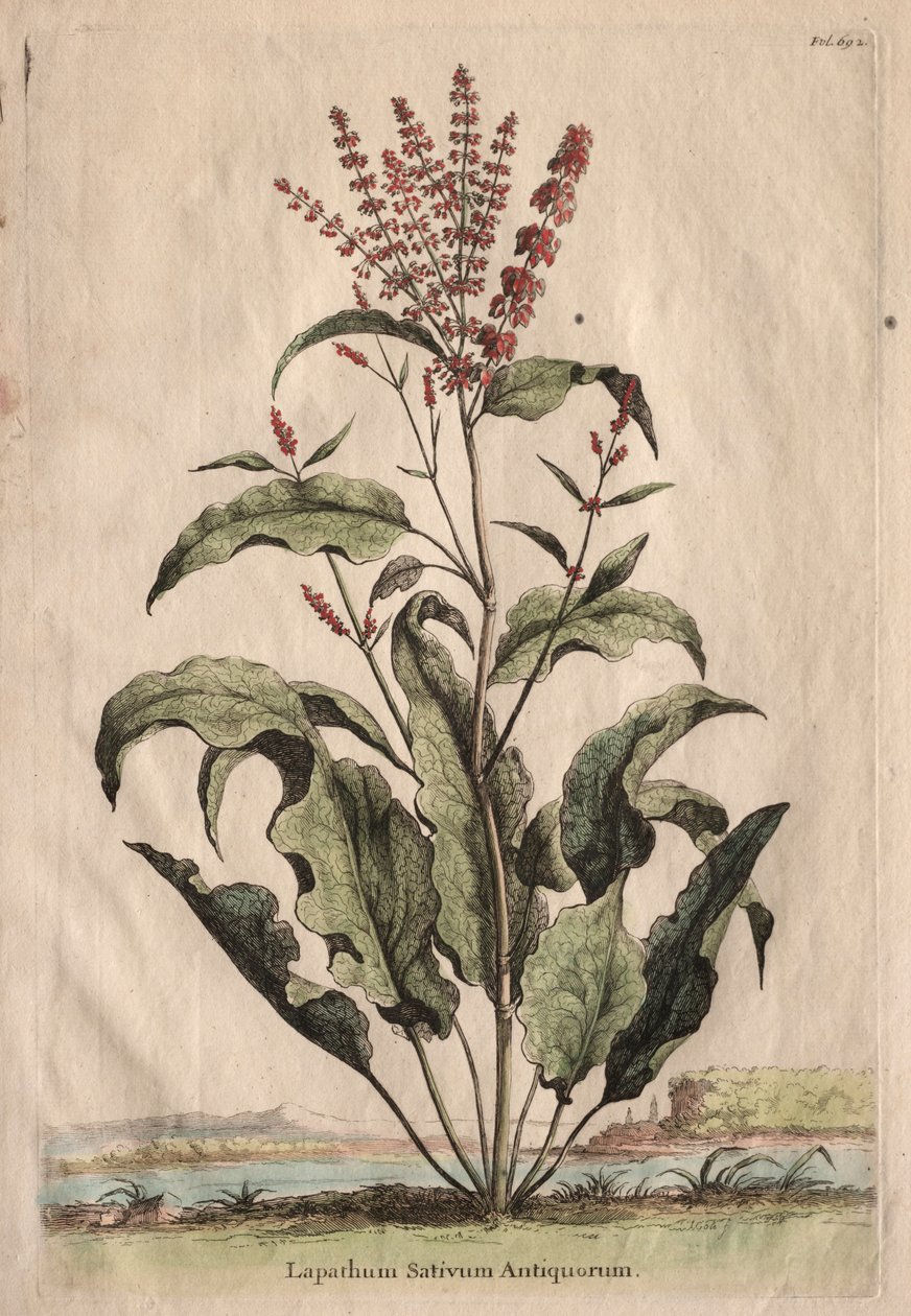 Phytographia Curiosa: Lapathum Sativum Antiquorum da Abraham Munting