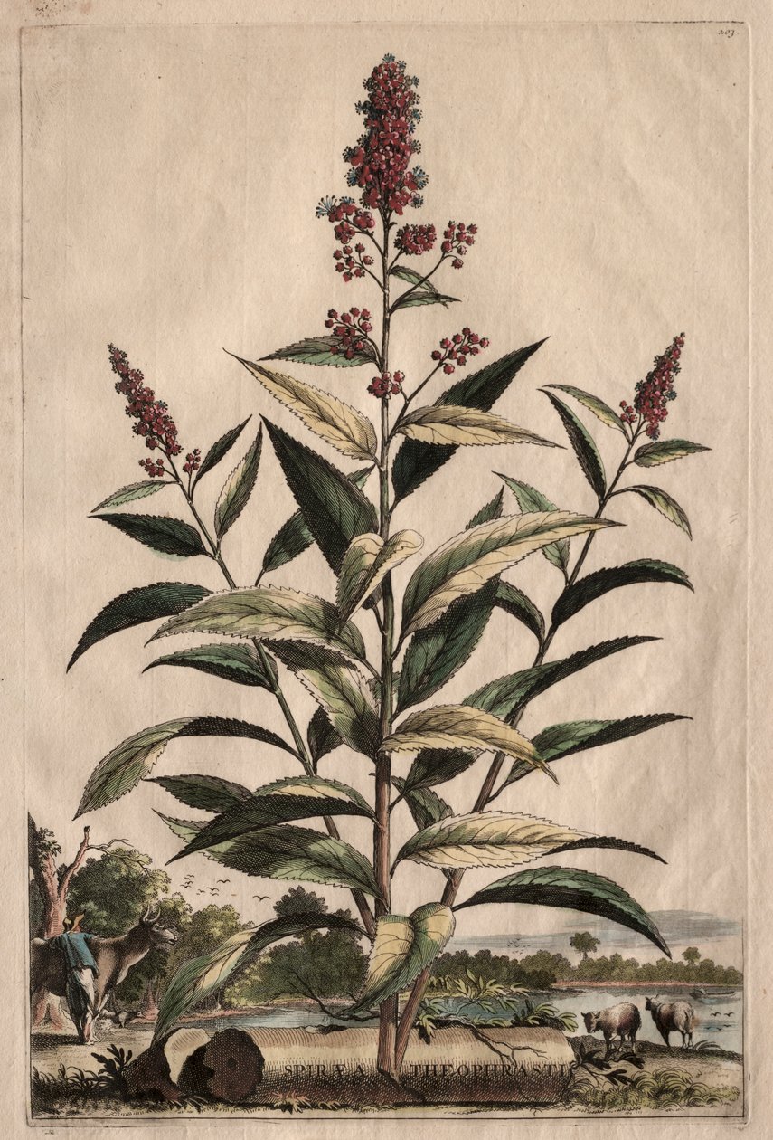 Phytographia Curiosa: Spiraea Theophrasti da Abraham Munting