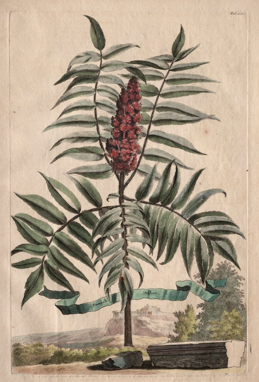 Phytographia Curiosa: Arbusto del sambuco da Abraham Munting