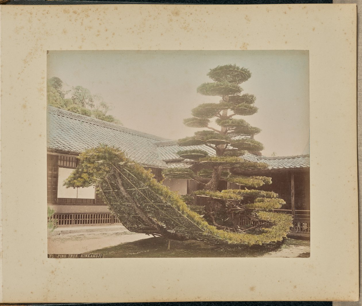 Albero di pino, Kinkakuji da Adolfo Farsari