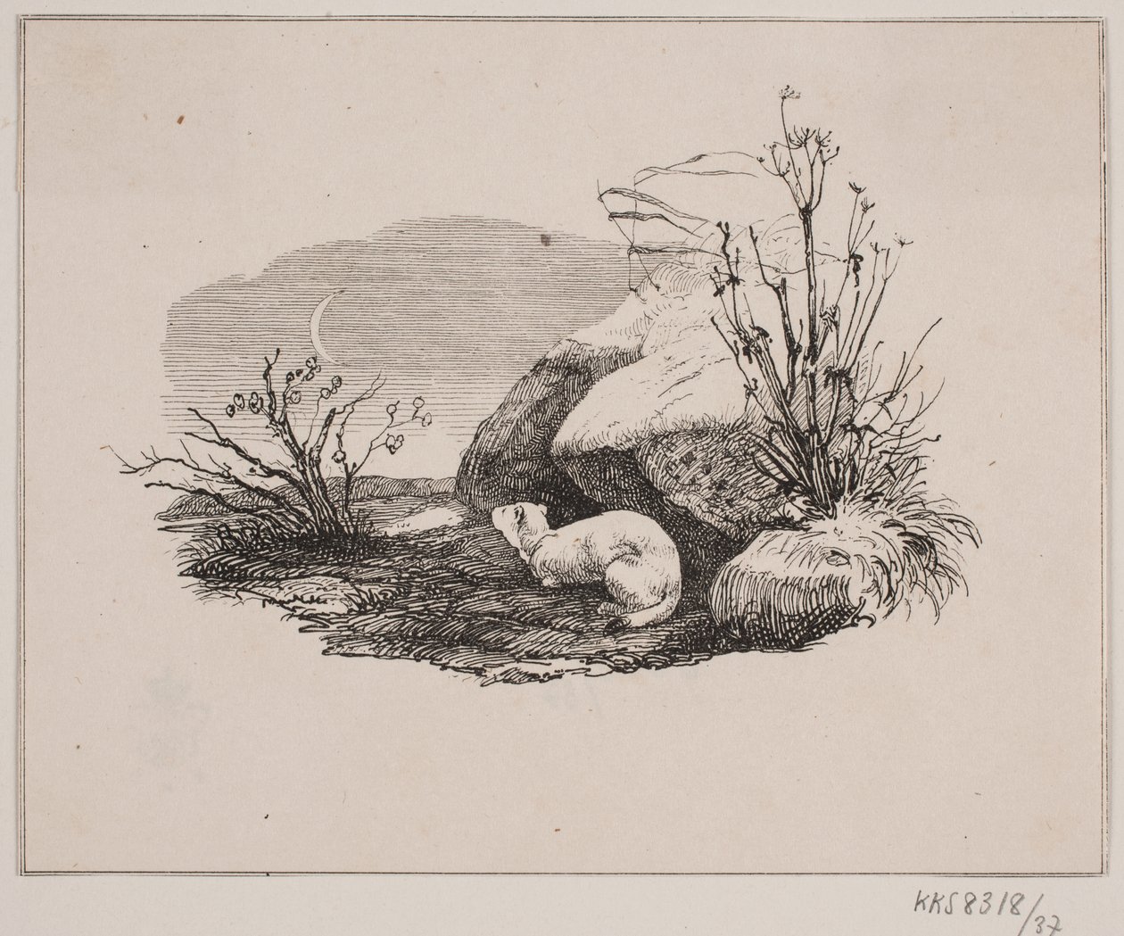 Il gatto domestico da Johan Adolph Kittendorff