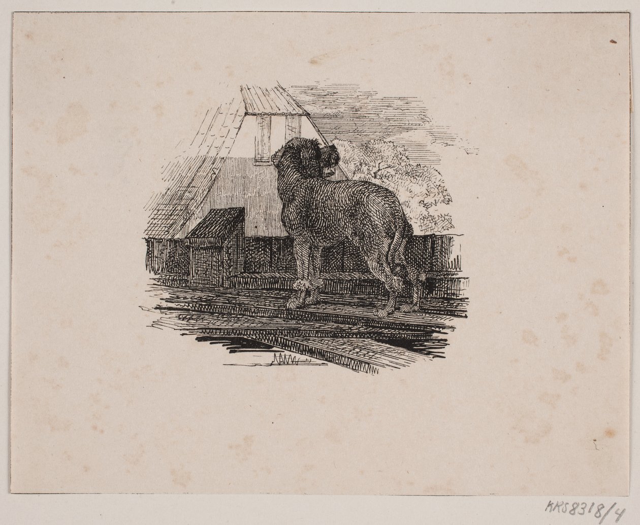 Il barboncino da Johan Adolph Kittendorff