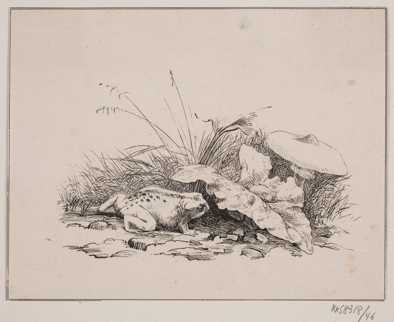 Il rospo da Johan Adolph Kittendorff
