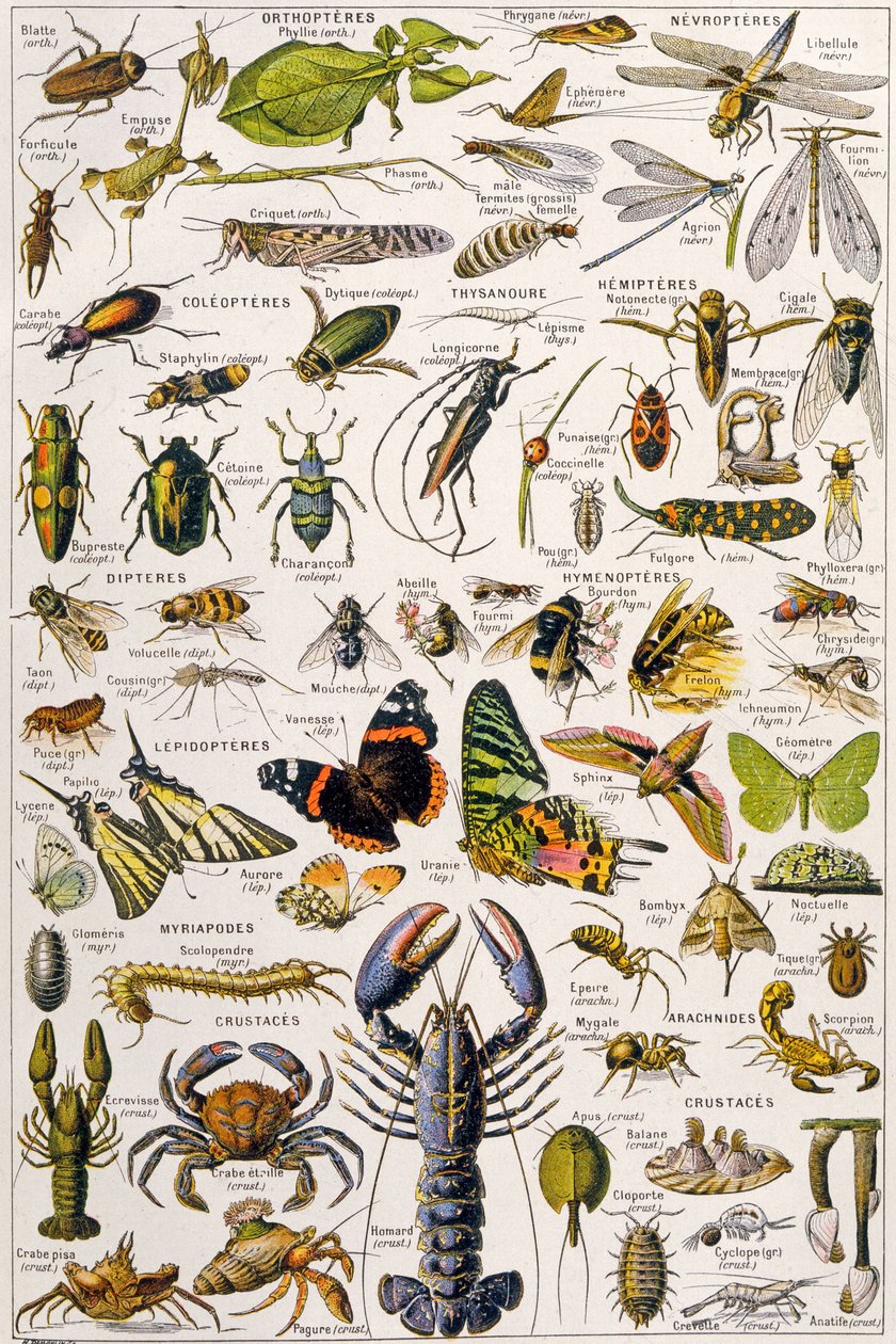 Illustrazione di vari invertebrati c.1923 da Adolphe Philippe Millot