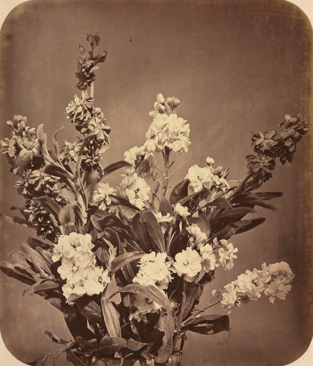 Bouquet da Adolphe Braun