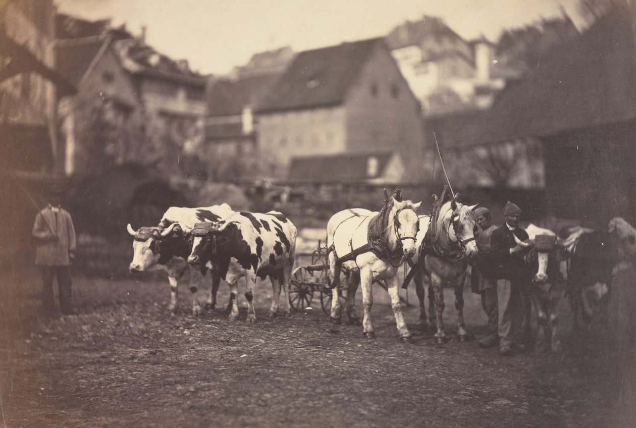 Senza Titolo Animali da Fattoria, 1850 da Adolphe Braun