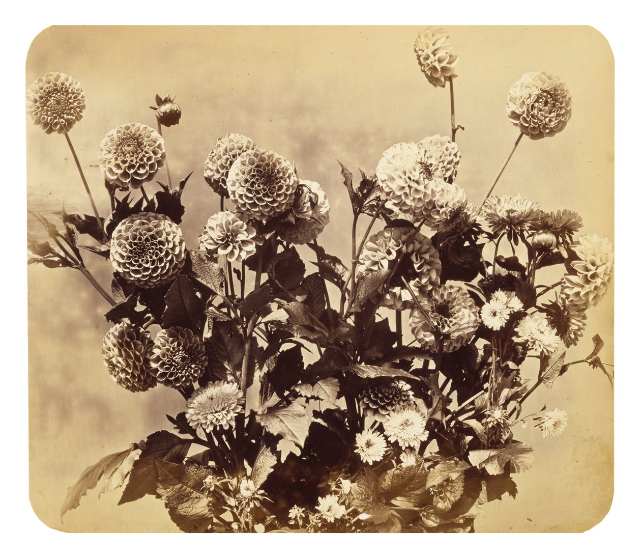 Senza titolo, c. 1860 da Adolphe Braun