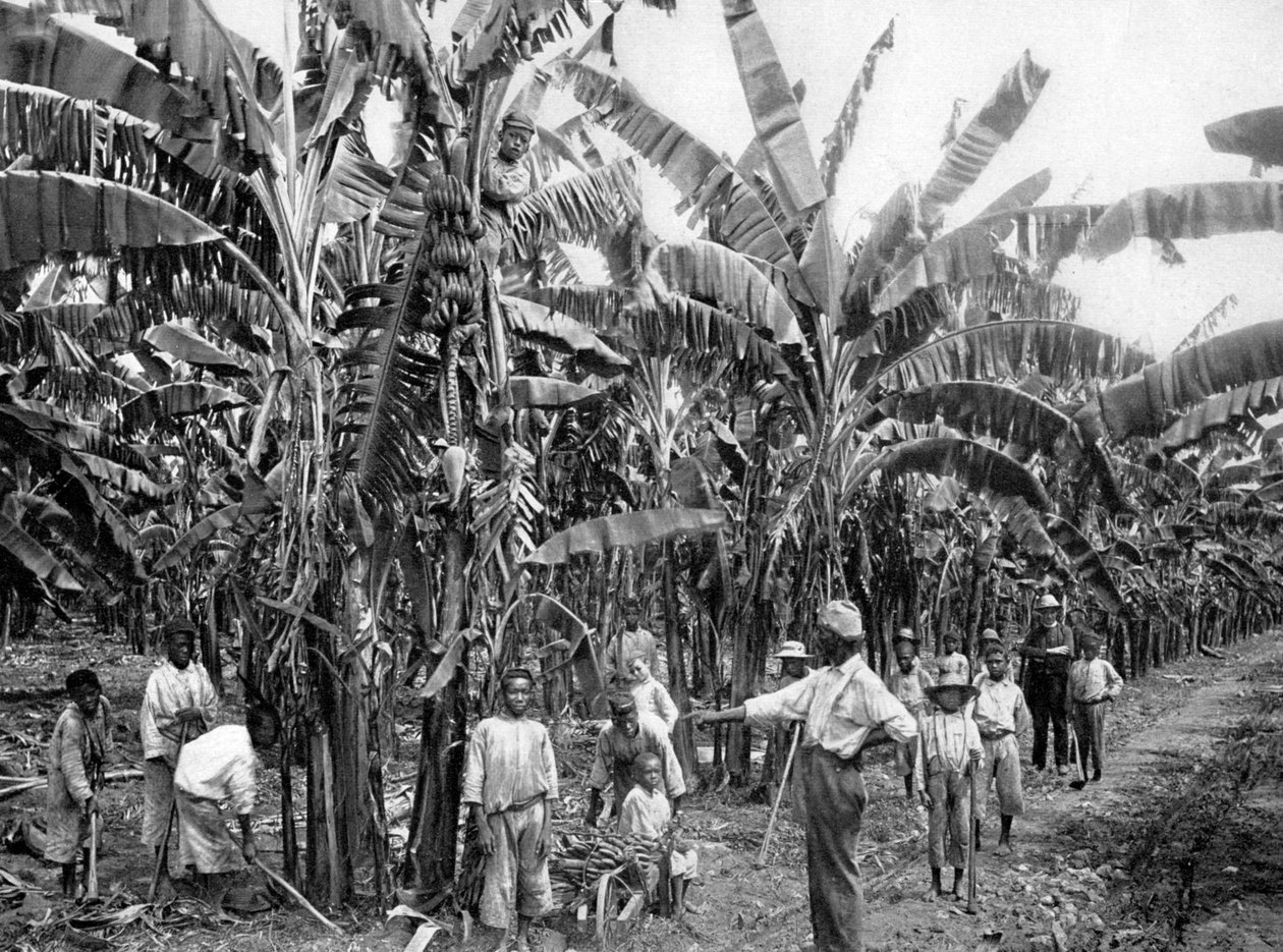 Piantagione di banane, Giamaica, c1905 da Adolphe Duperly and Son