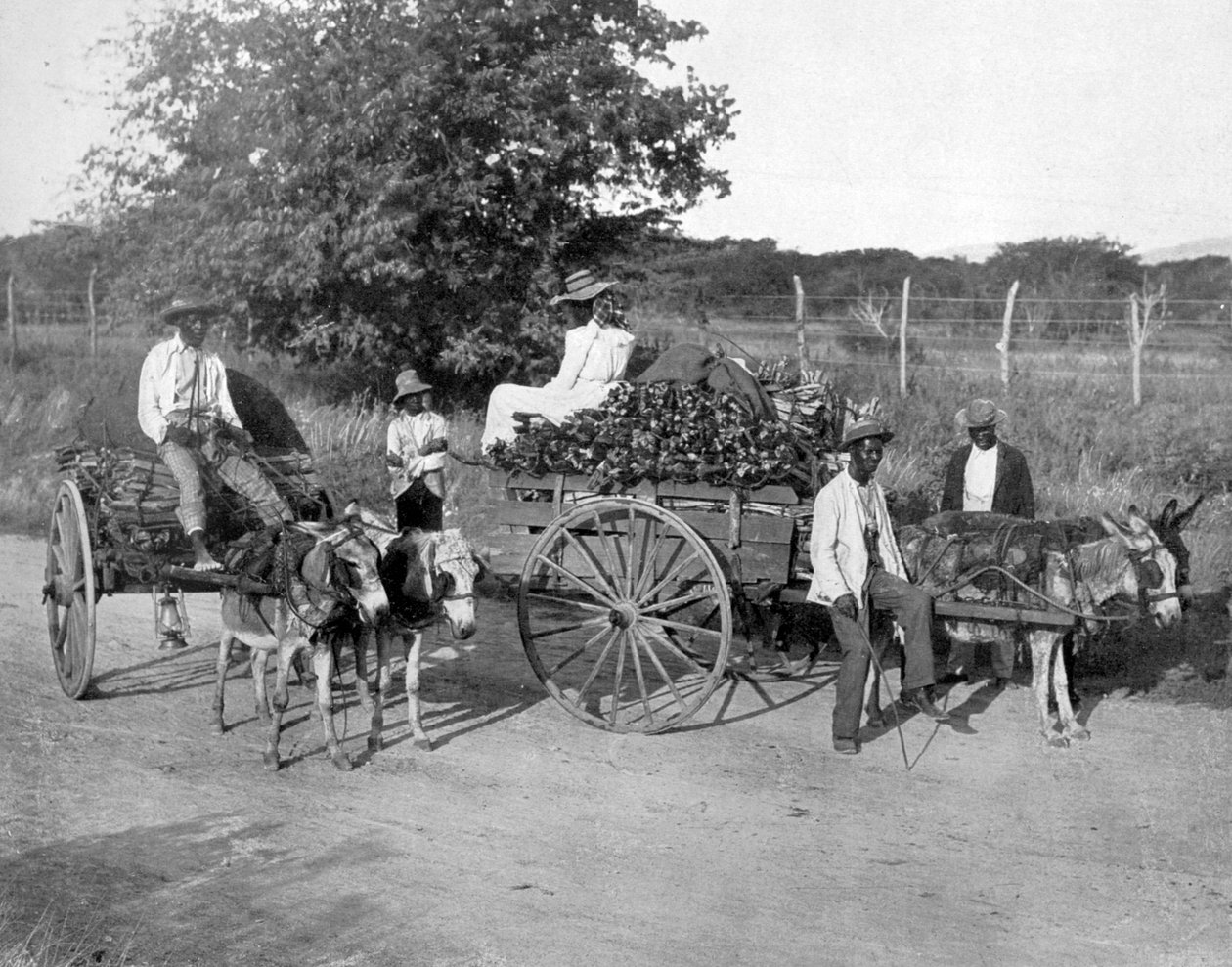 Carri di legno, Giamaica, c1905 da Adolphe Duperly and Son
