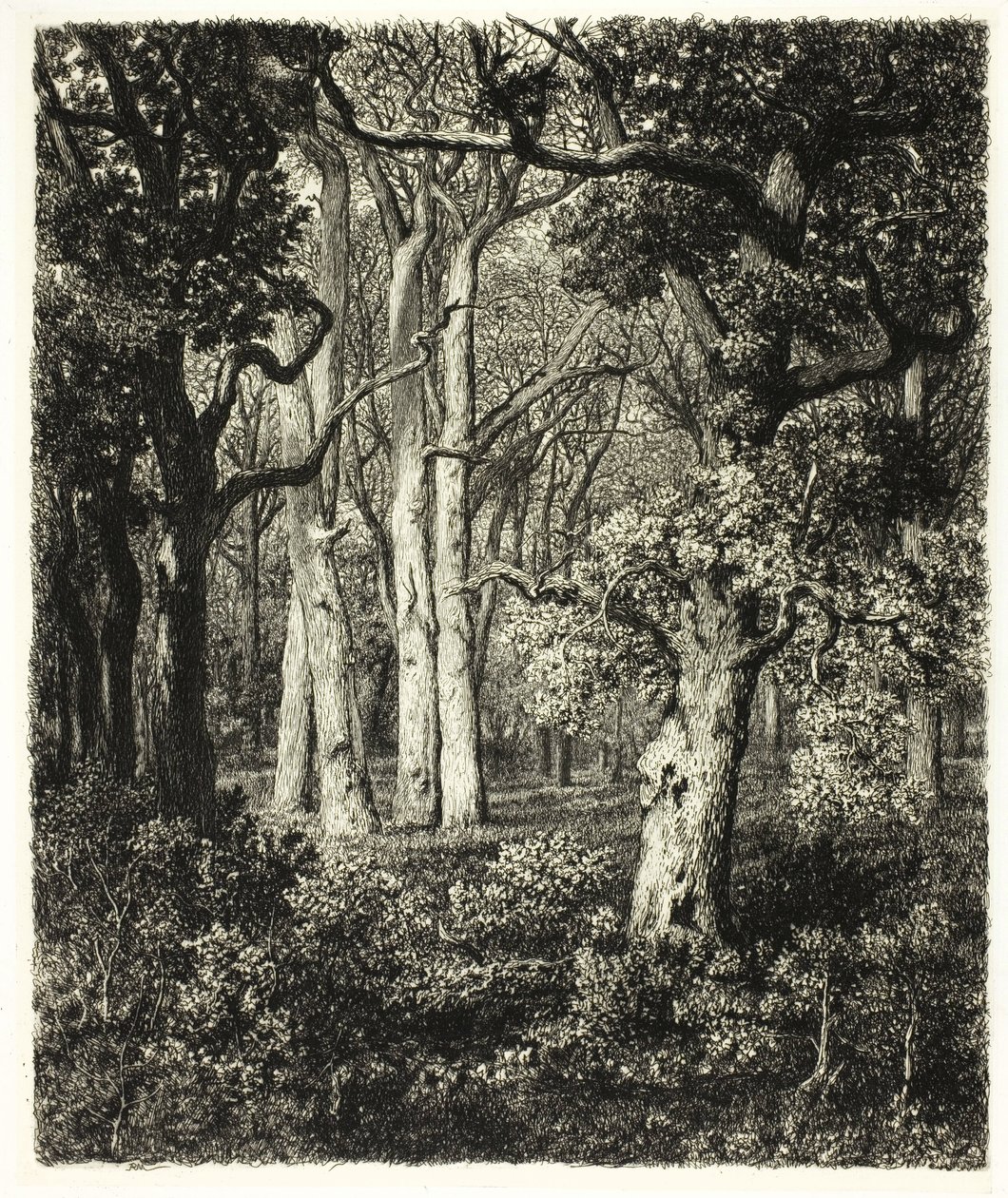 Vecchie Querce a Bas Bréau da Adolphe Martial Potemont
