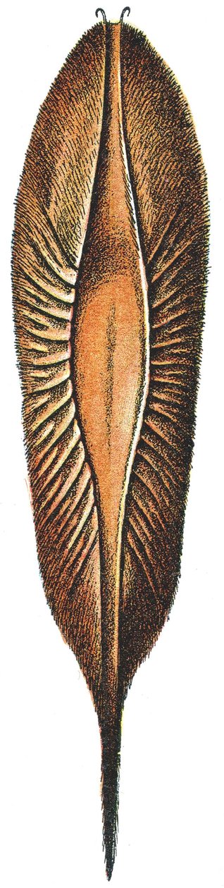 Custodia per uova di Chimaera da Adolphe Philippe Millot