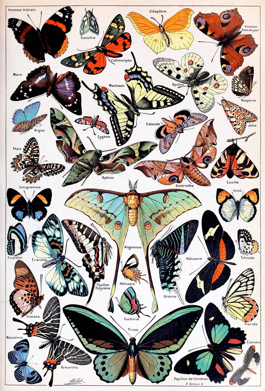 Illustrazione di farfalle e falene c.1923 da Adolphe Philippe Millot