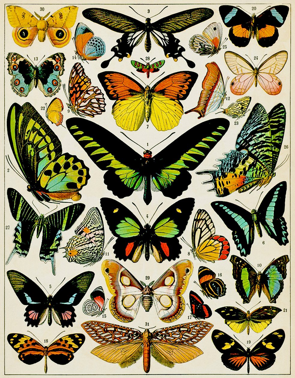 Illustrazione di farfalle e falene c.1923 da Adolphe Philippe Millot