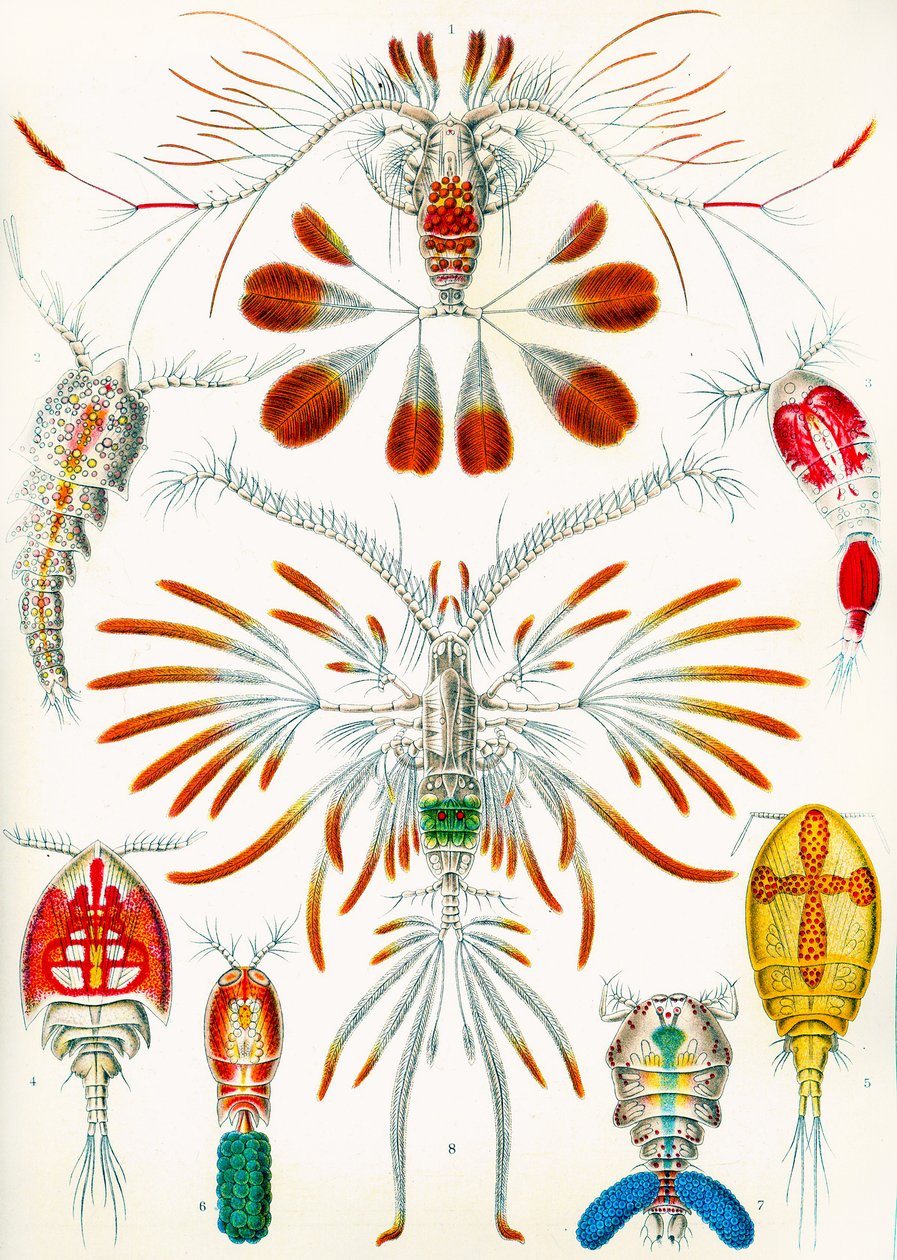 Illustrazione di copepodi c.1909 da Adolphe Philippe Millot