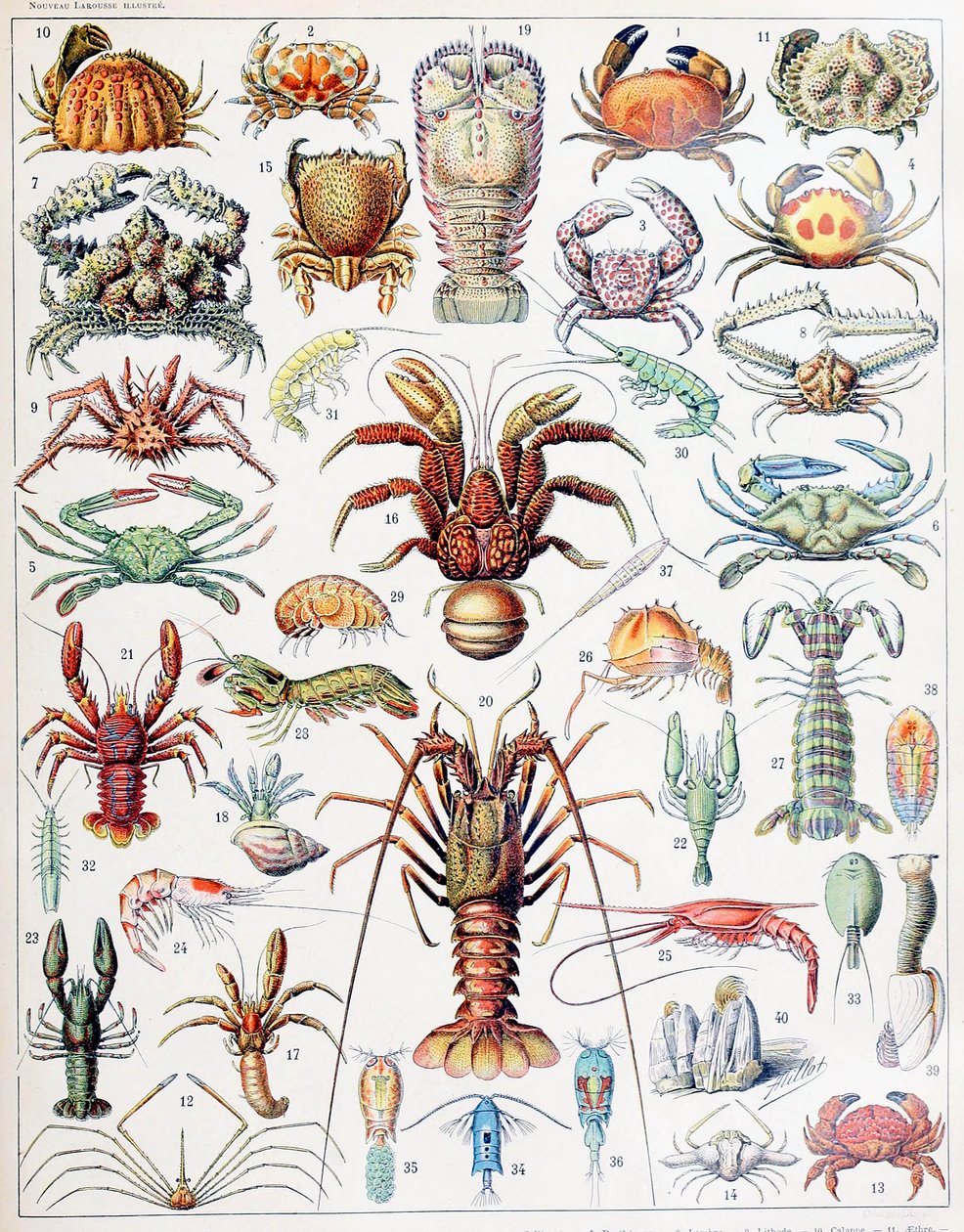 Illustrazione di crostacei c.1923 da Adolphe Philippe Millot